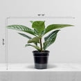 thumbnail image 2 of Live Aphelandra, Zebra Plant, Fully Rooted Houseplant, Indoor Air Purifier, Christmas Gift, Valentine's Gift, Office Gift for Co-Worker, Plant Lover Gift, Gardening Gift for Him in 4" Pot, 2 of 5