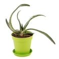 thumbnail image 5 of Mintra Garden - 13cm Round Garden Pots 4pk - (13cm Diameter - 5inW x 4.75inH), 5 of 11