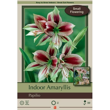 Papilio Butterfly Amaryllis Large Bulb - With Nature Blue™ Plant (Best Way To Plant Amaryllis Seeds)