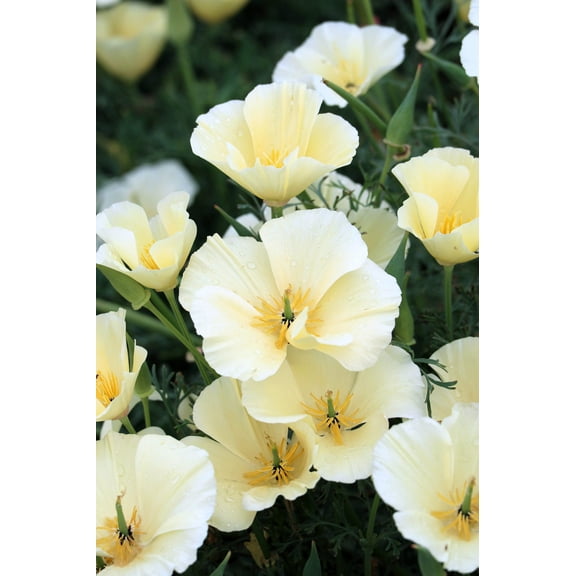 1000 Seeds WHITE CALIFORNIA POPPY Eschscholzia Californica Flower Seeds