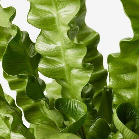 Bird's Nest Fern, Assorted Ferns - Indoor & Outdoor Shade Plant - Non-Toxic, Deer Resistant, Pet Friendly, Moist, Well-Draining Soil, High Humidity, Elegant Foliage 6" Pot