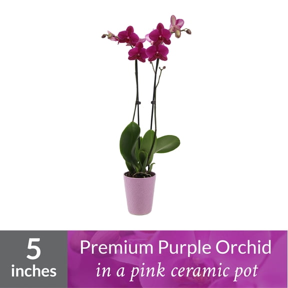 5ORCHID-P