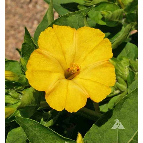 Four O'clock Golden, 200 Seeds Beautiful Vivid Golden/Yellow Colored Bloom