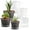 Clear, variant on 8 inch Plastic Flower Pots, Red Plant Pots 12Pack with Saucers for Indoor House Plants Growing and Decoration