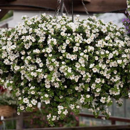 RedCrocus MegaCopa White Bacopa - Trailing Evergreen Plant for Containers & Borders, Pollinator-Attracting, Pet Friendly, Summer Blooms, Well-Draining Soil, Indoor/Outdoor 4.5" Pot (Pack of