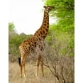thumbnail image 2 of Dana Underdahl 12x14 White Modern Wood Framed Wall Art Titled - Giraffe Walk III, 2 of 5