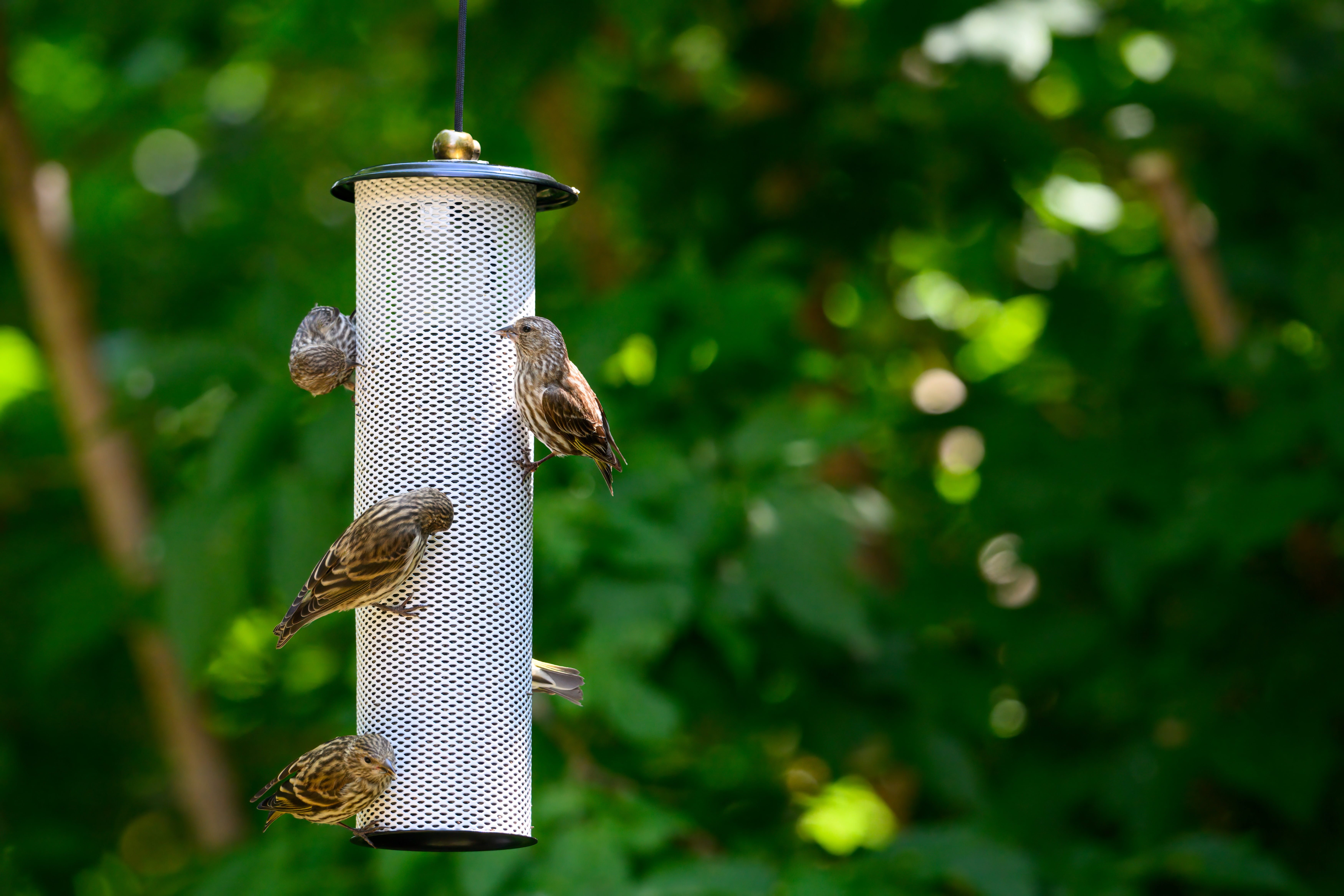 Birds Choice Modern Farmhouse Metal Hanging Bird Feeder for Finches, Black/White