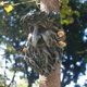 thumbnail image 5 of Estatua de árbol de Hombre Viejo, Abrazador de árbol, Decoración de Jardín de Hadas Libre shamjiam escultura de cara de árbol de resina, 5 of 8