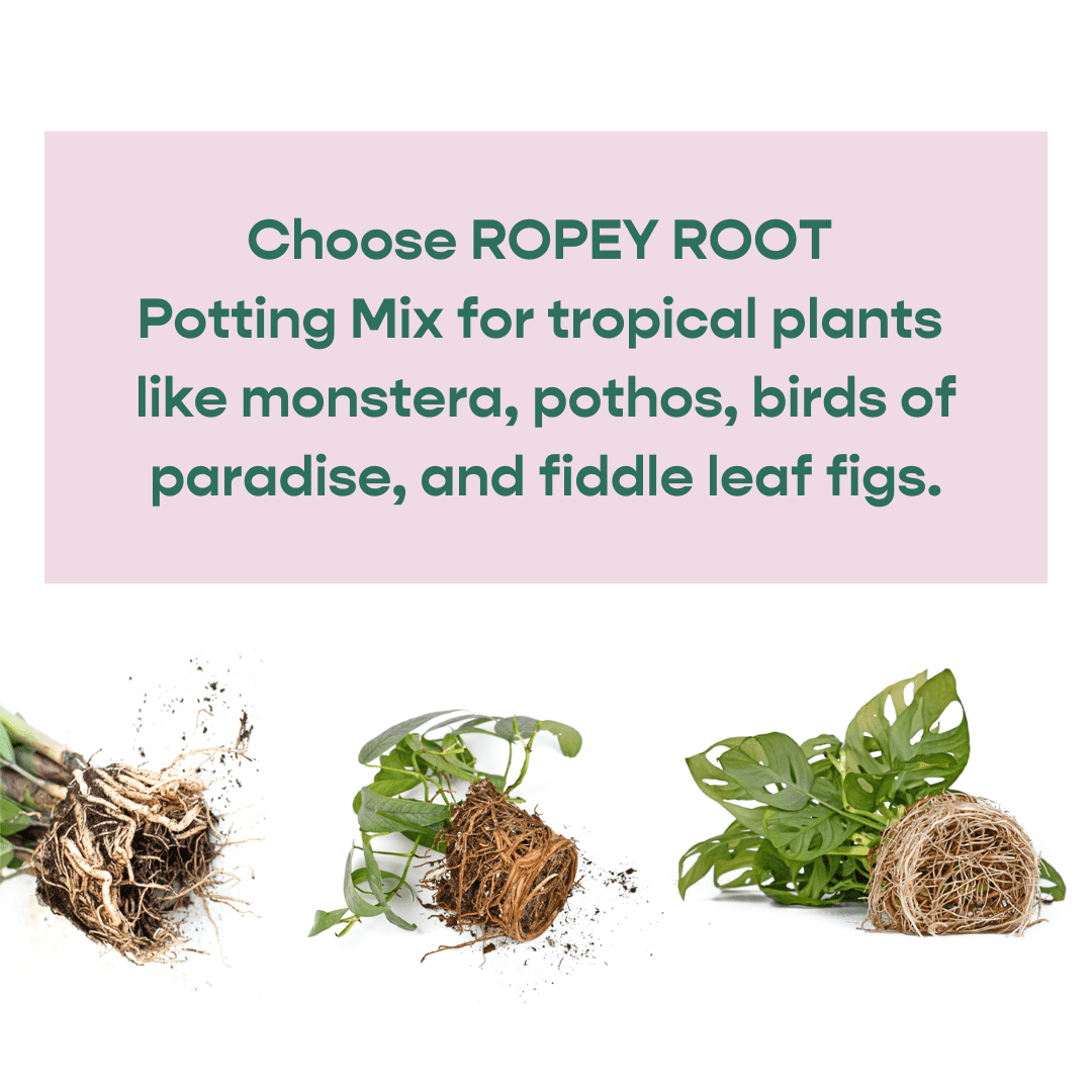 Delicate Root Potting Mix - Organic Mix of Coconut Chips, Coir, Horticultural Charcoal & Chunky Perlite