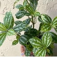 thumbnail image 4 of Pilea Watermelon Plant, Aluminum Plant, 4in Pot, Indoor Accent Plant, 4 of 6
