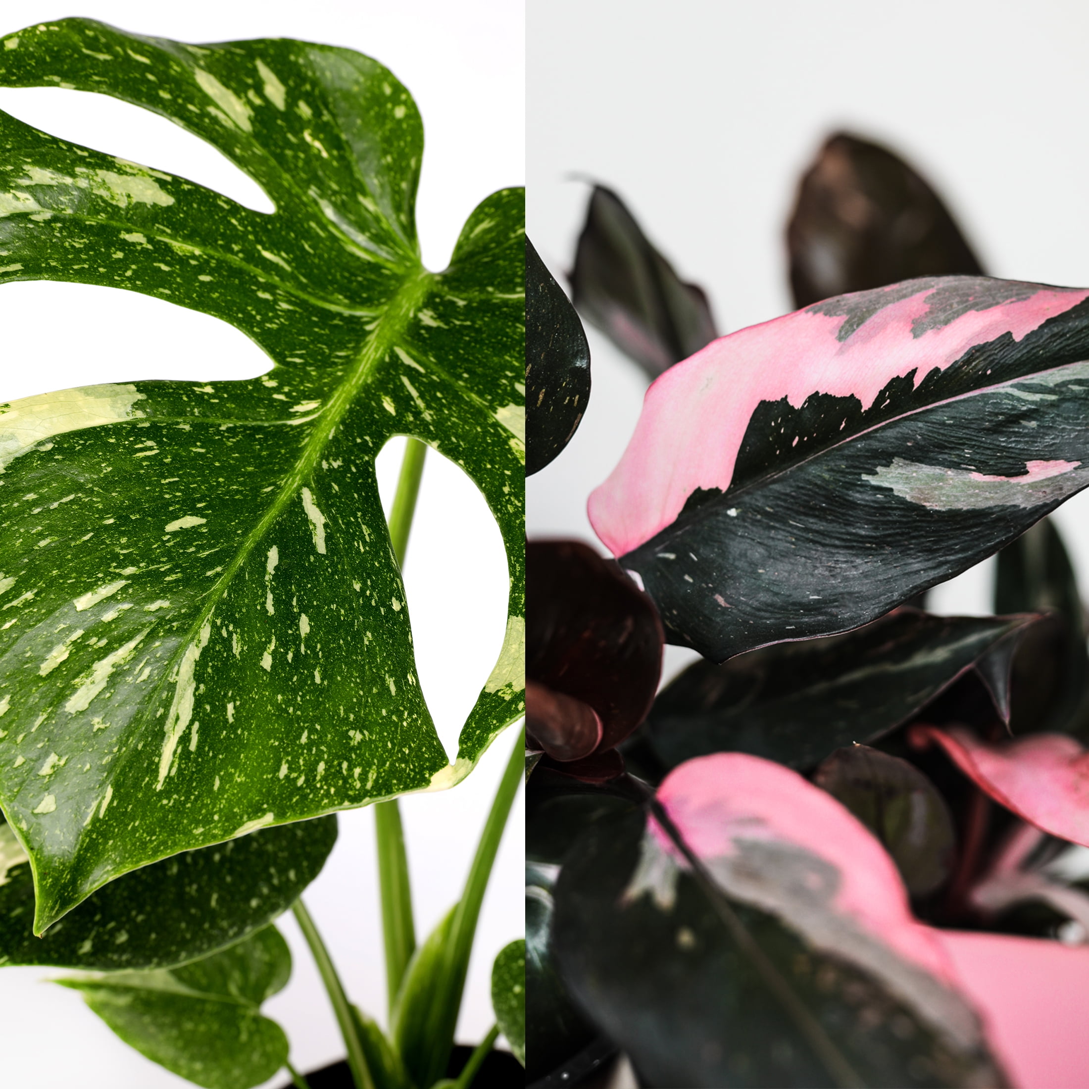 6P 3 Pink Princess, 3 Thai, Grower Pots, Live Plants