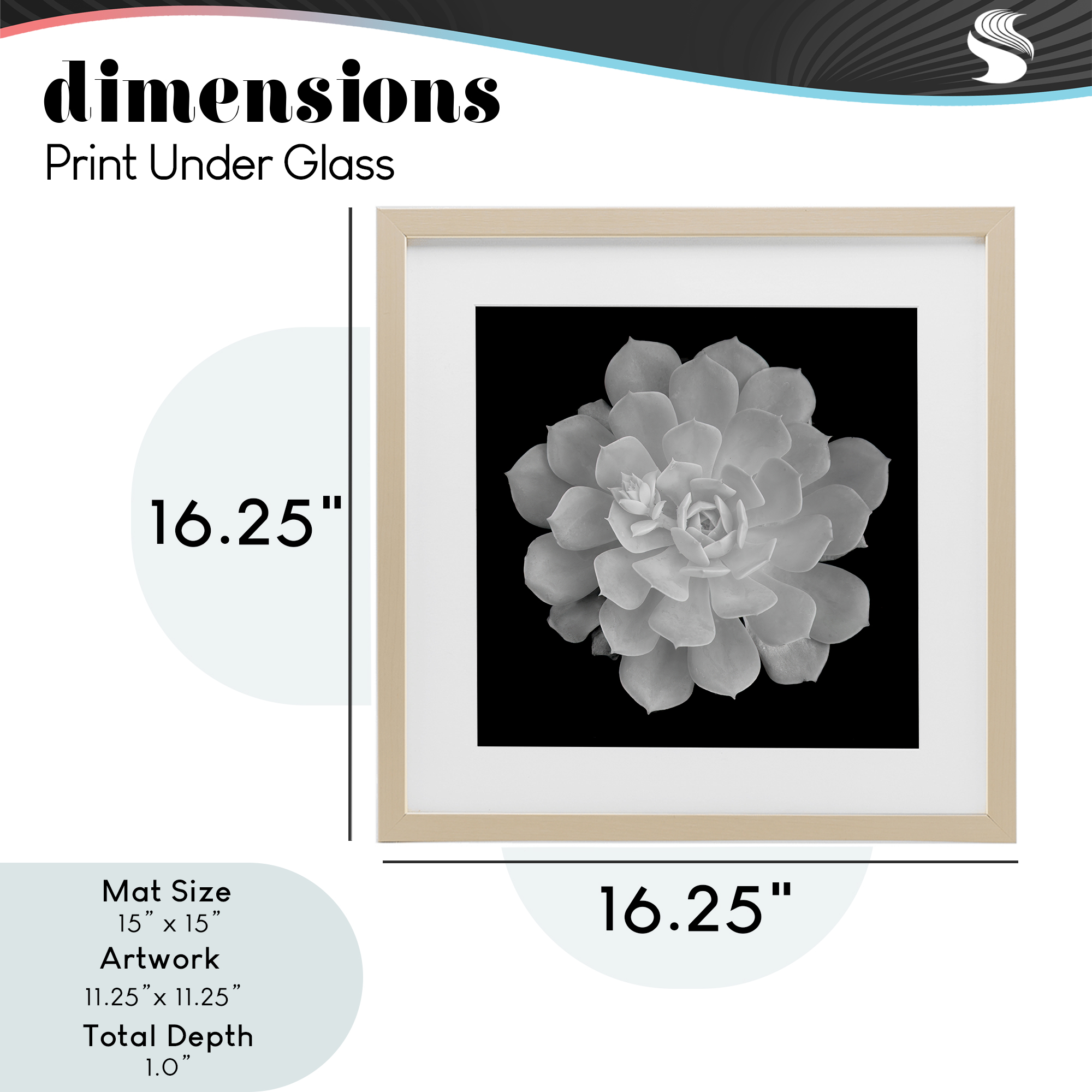 Pure White Succulent Contrast Birch Framed Print Under Glass, design by Phillip Flowers