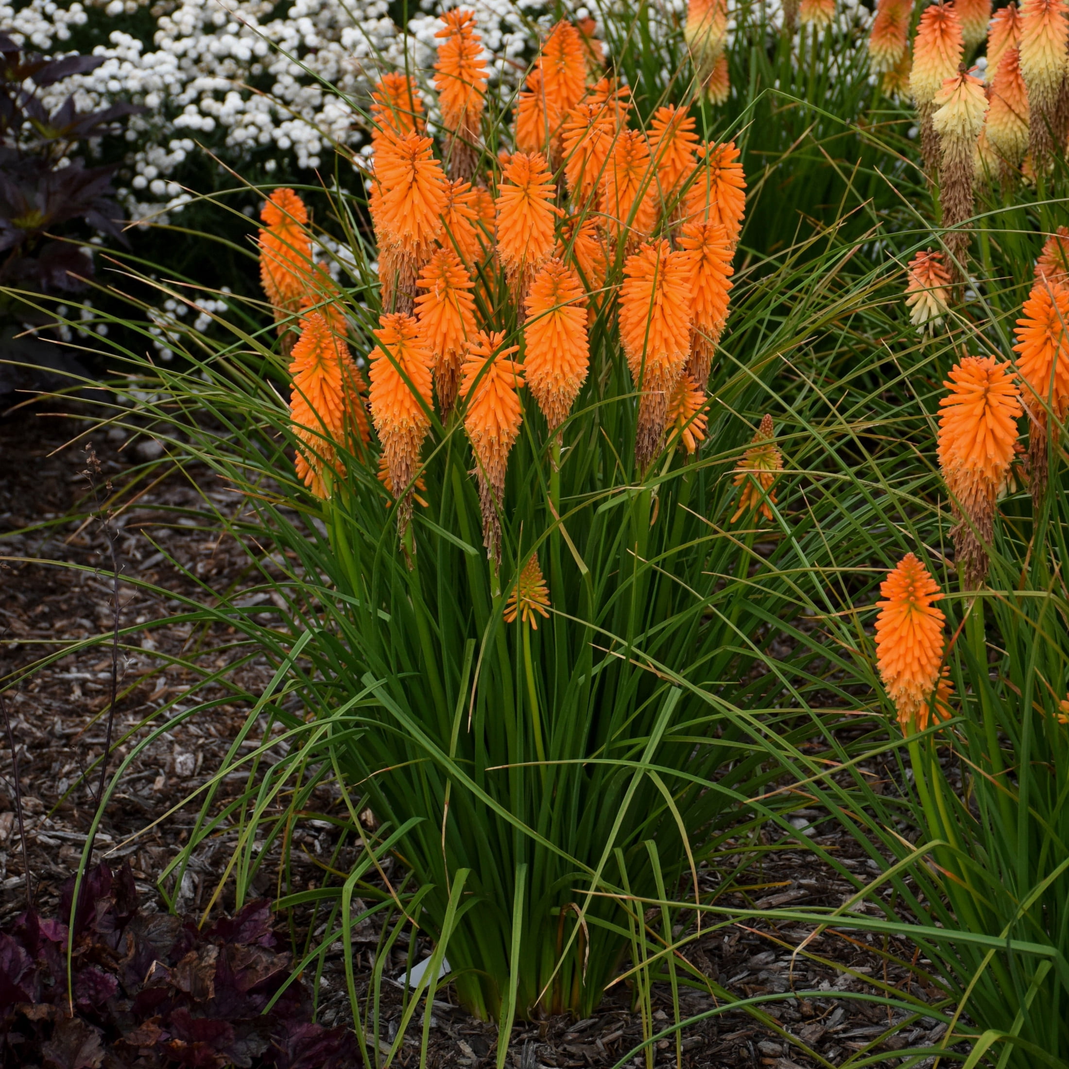 Proven Winners 6" Pyromania 'Orange Blaze' Red Hot Poker Live Plant in 7.5" Pot