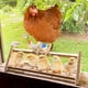thumbnail image 4 of unbranded Soporte Para Pájaros En Madera Natural Para Uso En Hogar Y Entrenamiento De Loros, 4 of 8