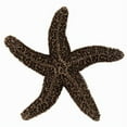 thumbnail image 3 of Acorn Manufacturing DPKPP Artisan Collection Natural Starfish Knob, Antique Pewter, 3 of 3