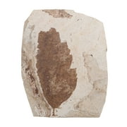 Science Teaching Fossilized Leaf Natural Leaf Fossil Fossil Collection Specimen