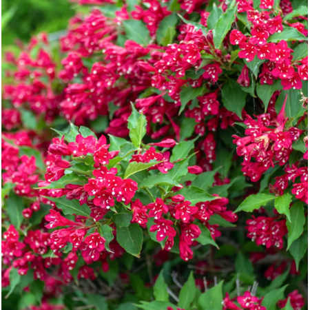 Set 2 Red Weigelia Plants Live for Planting, Flowering Weigela Bush Seedlings for Home and Garden 6 to 12 Inch Tall in 4 Inch Pot - Dormant in Winter