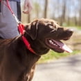 thumbnail image 2 of Country Brook Petz - Martingale Dog Collar - Heavy-Duty Training Collar with No Buckle - Service Dog Collar for All Pups - 10+ Warm Colors (Red, 3/4 Inch, Small), 2 of 8