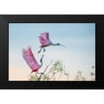 thumbnail image 2 of Mei, C. 18x13 Black Modern Framed Museum Art Print Titled - Rosy pair (Roseate Spoonbills), 2 of 5