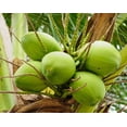 thumbnail image 7 of Shredded Coconut, 25 Pounds — Raw, Kosher, Vegan — by Food to Live, 7 of 7