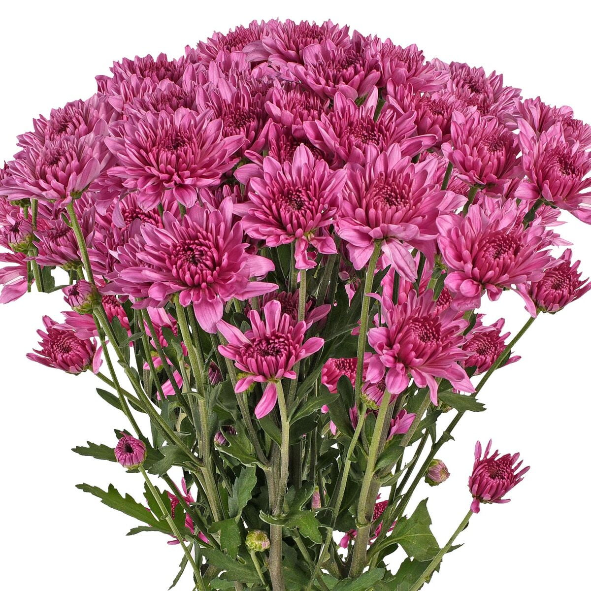 Pink Cushion Poms Fresh Cut 60 Stems