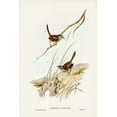 thumbnail image 2 of Gould, John 17x24 Black Ornate Wood Framed with Double Matting Museum Art Print Titled - Cautious Wren-Hylacola cauta, 2 of 4