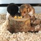 thumbnail image 3 of Juguete de escalera de escalada para hámster enano, plataforma de animales pequeños de madera de fruta Natural con cuencos de alimentación, 3 of 4