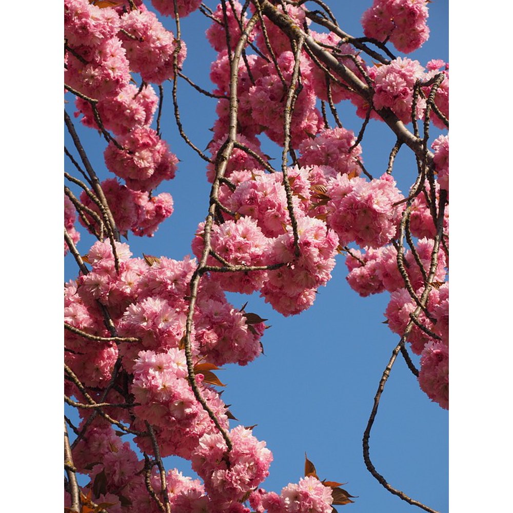 Framed Art for Your Wall Blossom Smell Japanese Cherry Cherry Blossom Bloom 10x13 Frame