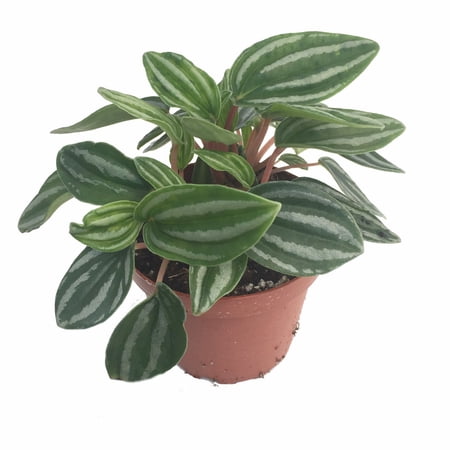 Baby Watermelon Mini Peperomia 4" Pot - Easy to Grow Houseplant