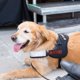 thumbnail image 5 of La etiqueta engomada del chaleco del perro del parche del animal del apoyo emocional soporta perros de servicio pequeños o grandes MFZFUKR CPB-US-XAH223-3, 5 of 5