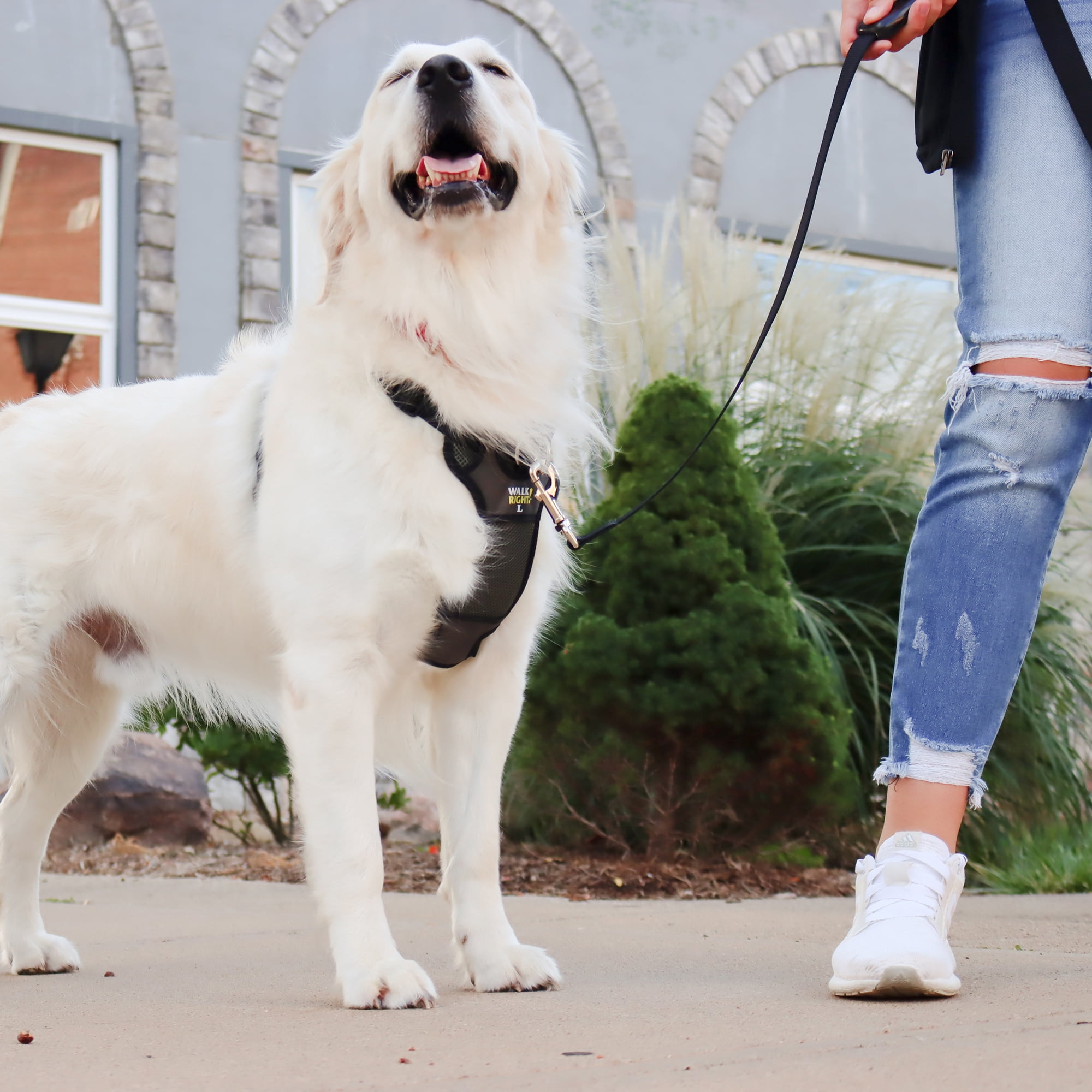 Coastal Pet Products Walk Right!® Harnais Rembourré Front-Connect pour Chien, Harnais Noir pour Chien