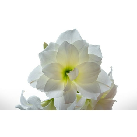 - Canvas Print White Bulb Amaryllis Blossom Flower Plant Stretched Canvas 10 x 14