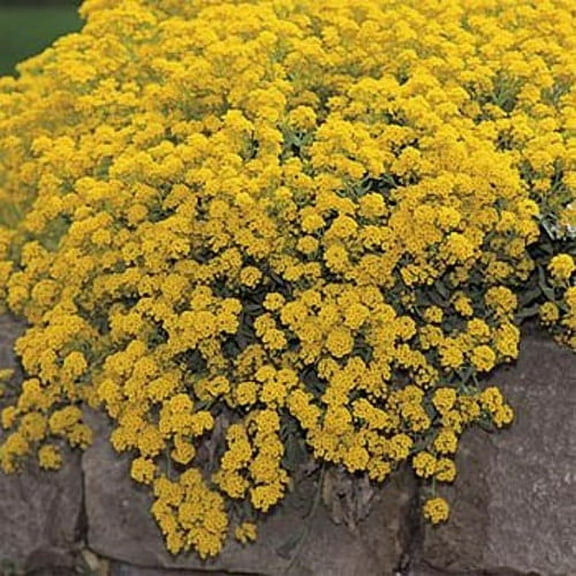 Outsidepride Alyssum Mountain Gold Ground Cover Seed - 10000 Seeds