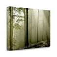 thumbnail image 2 of "Green Woods 2" By Photoinc Studio, Fine Art Giclee Print on Gallery Wrap Canvas, Ready to Hang, 2 of 2