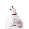 thumbnail image 3 of Perfect Solutions Dog Pet Treat Launcher, 3 of 5