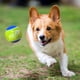 thumbnail image 2 of Pelota de Tenis de Goma para Perro Nerf Dog que Chilla, Duradera, 2.5 cm, Paquete de 2, 2 of 6