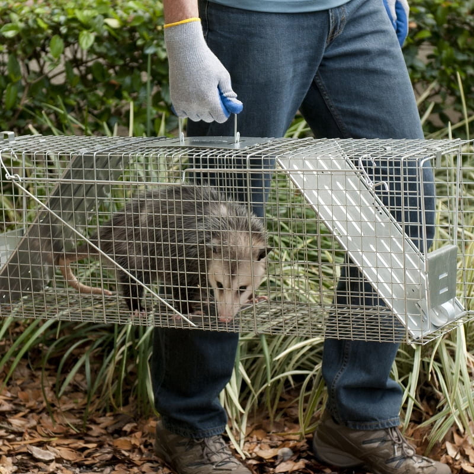 Havahart 1045 Live Animal Raccoon Opossum Groundhog Cage Trap