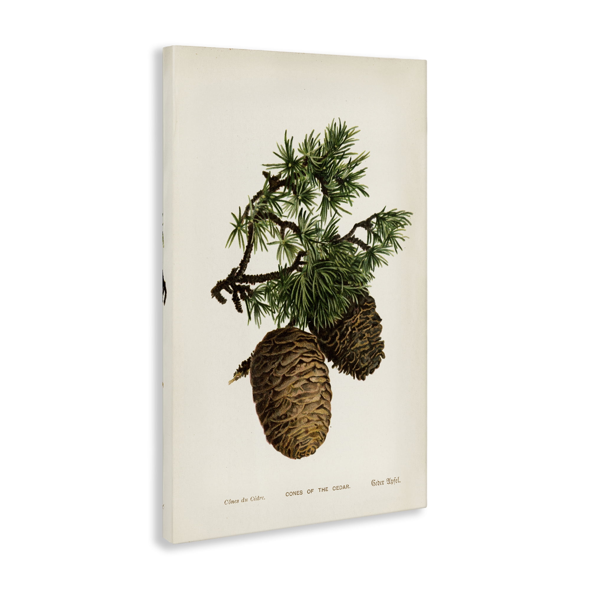 Stupell Industries Cedar Tree Pinecones Plants & Flowers Painting Wrapped Canvas Art Print Wall Art, 20 x 30