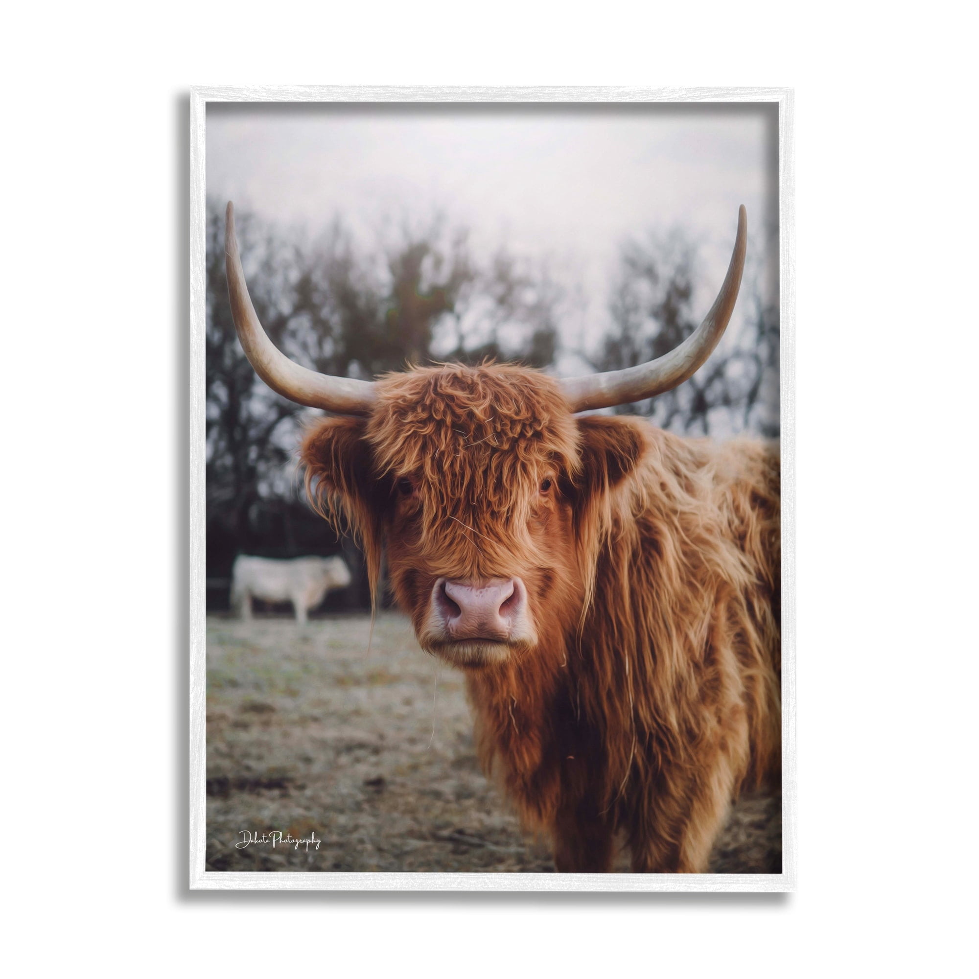 Stupell Industries Highland Cattle Cow Gazing Warm Sunny Portrait Photograph White Framed Art Print Wall Art, Design by Dakota Diener