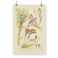 thumbnail image 1 of Antique Botanical Sketch V  Poster - Vision Studio Designs,, 1 of 3