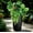 Green 2603, variant on 14 Pack Artificial Flowers Plant for Outdoor, UV Resistant Fake Greenery Shrubs & Bushes, Realistic Plastic Boston Fern Stems in Bulk for Window Boxes, Hanging Basket, Front Porch Yard Patio Decor
