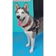 thumbnail image 2 of Pechera Con Mochilas Para Perro Bordado Con El Nombre, 2 of 8