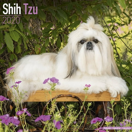 Shih Tzu Calendar 2020 Shih Tzu Dog Breed Calendar Shih Tzus