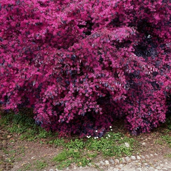 Loropetalum Red Chocolate | 1 Extra Large 3 Gallon Plant | Loropetalum Chinense | Garden Showpiece | Year-Round Color