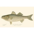 thumbnail image 2 of Denton 32x21 White Modern Wood Framed Museum Art Print Titled - Striped Bass, 2 of 4