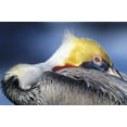 thumbnail image 2 of Morris, Arthur 18x13 White Modern Wood Framed Museum Art Print Titled - CA, La Jolla Brown pelican resting and watchful, 2 of 4