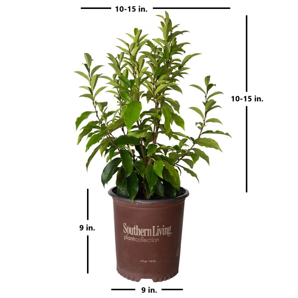 Southern Living Stellar Ruby Magnolia Live Shrub in 2-Gallon Grower Pot