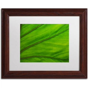 Trademark Fine Art "Green Elephant Ear Abstract" Canvas Art by Kurt Shaffer White Matte, Wood Frame