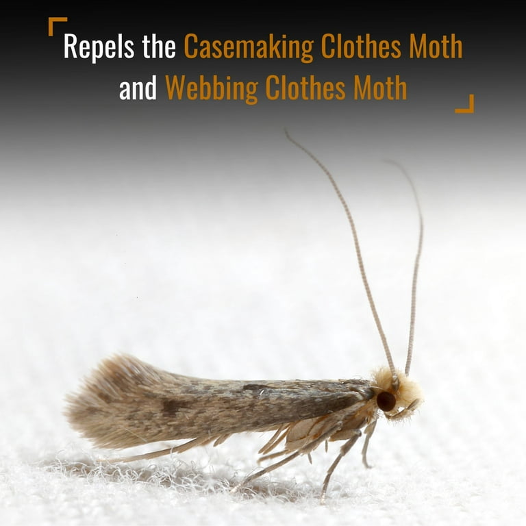 Pantry Moths vs. Clothing Moths – Dr. Killigan's