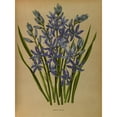 thumbnail image 2 of Arentine H. Arendsen 14x18 Gold Ornate Wood Frame and Double Matted Museum Art Print Titled - Camassia Esculenta. (1872-1881), 2 of 4